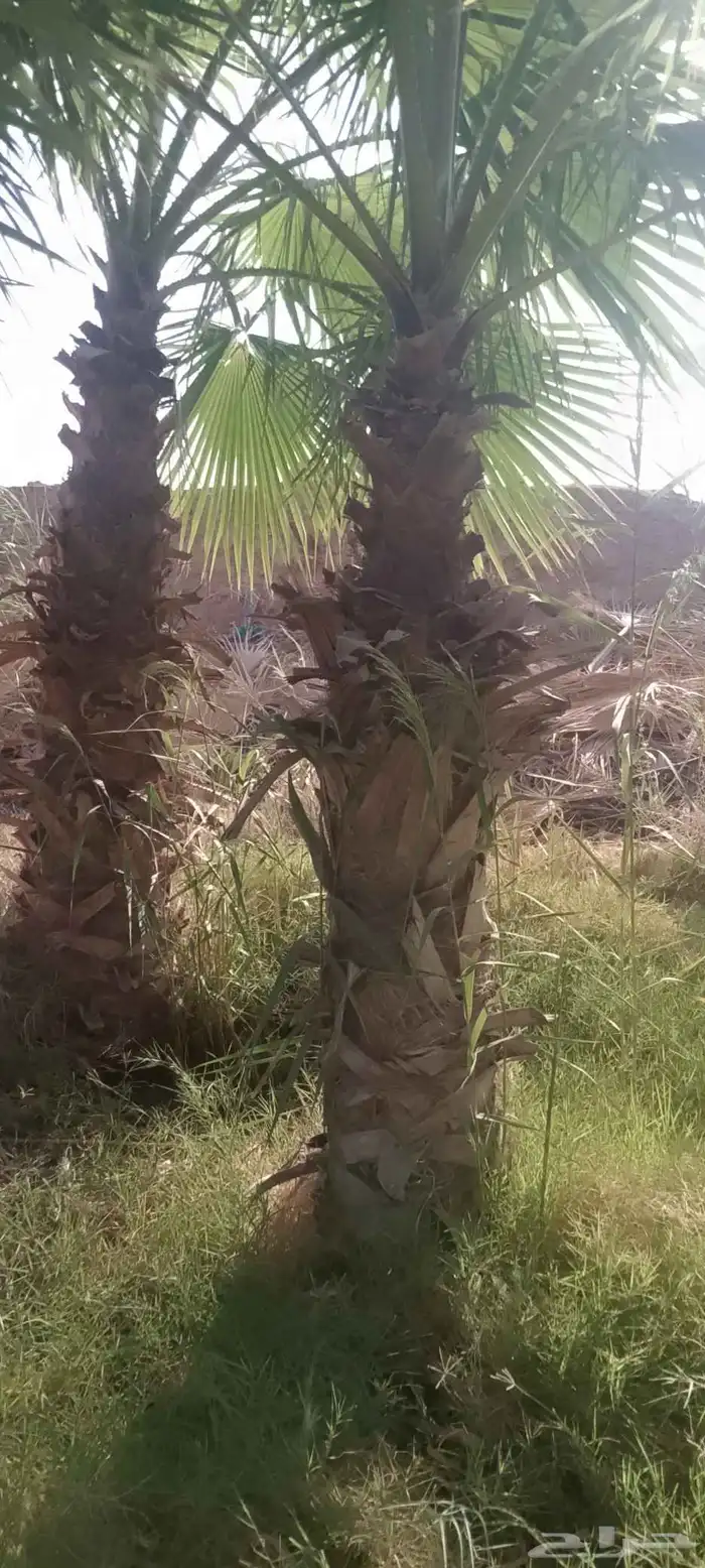 للبيع نخل وشنطني 1