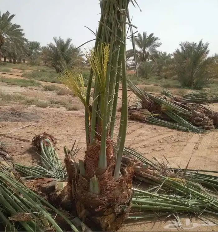 نخيل مثمر للبيع صقعي سكري اخلاص هلالي مجدوله شيشي خضري 3