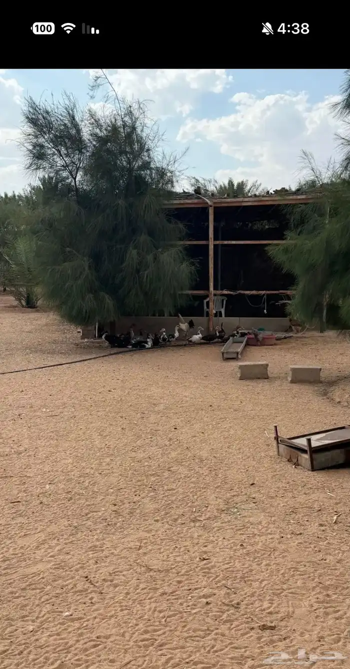 بط بكيني وبط مصري 2