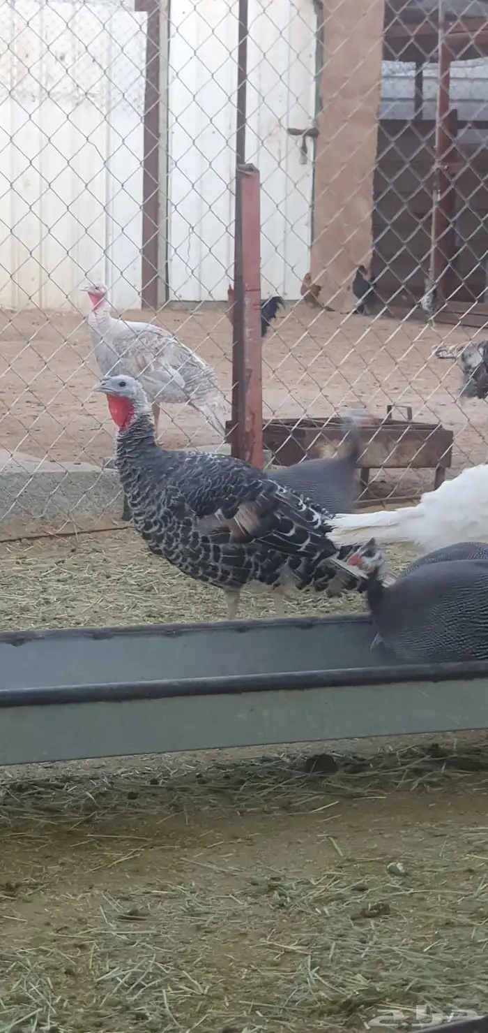 دجاج رومي و حبشي وبلدي 4