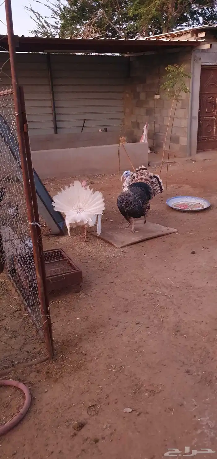 دجاج رومي و حبشي وبلدي 3