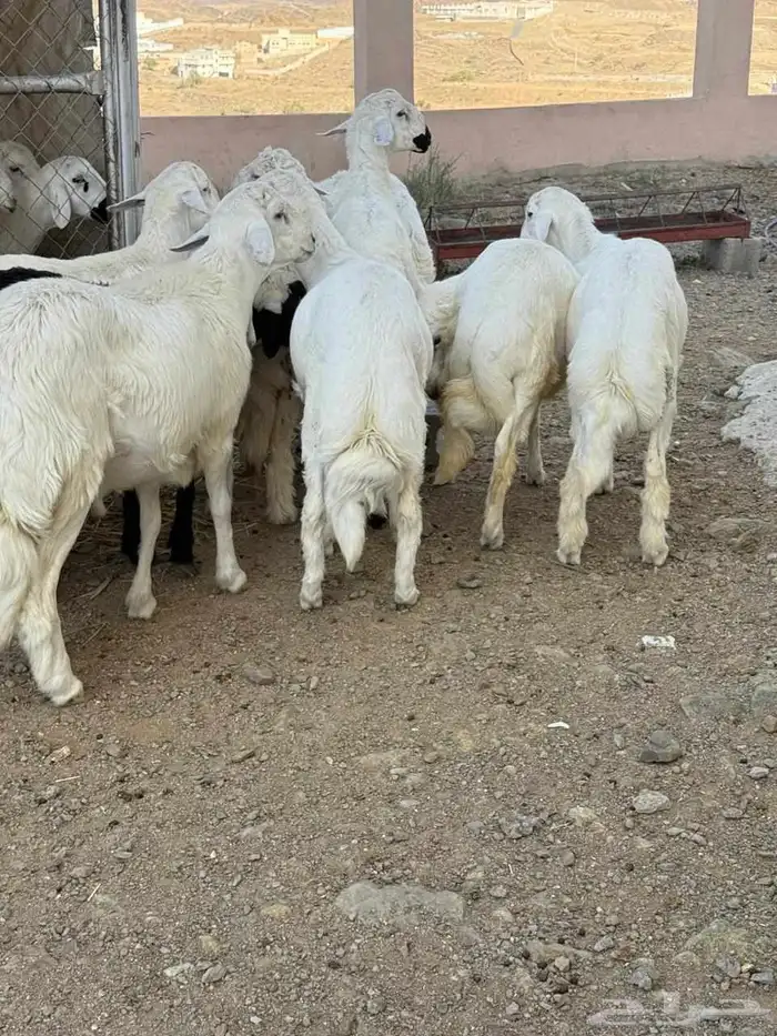 خرفان للبيع سته شهور . 20