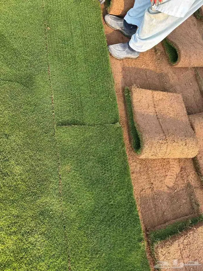 ثيل طبيعي انجيله 3