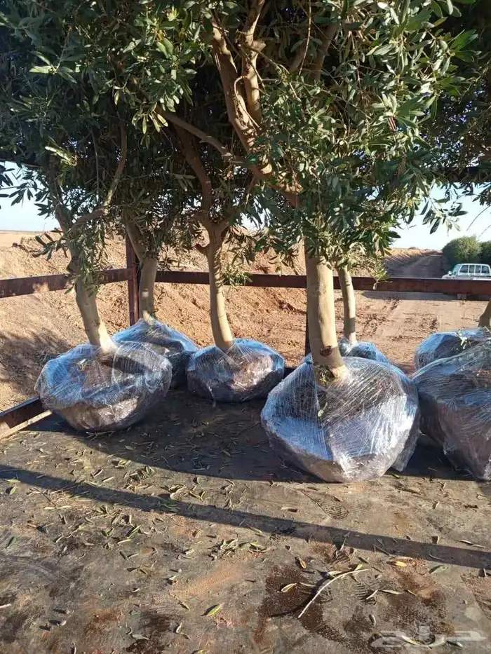 البيع شجار زيتون ونخل 8