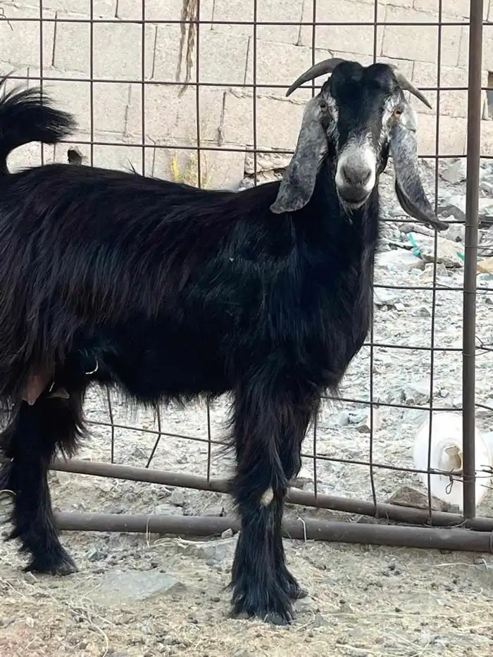 جفر عارضيه ماضرع 2