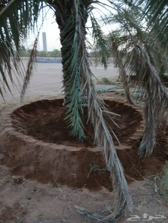 يوجد لدينا عمال تكريب قلع غرس تحويض من يريدلتواصل 6