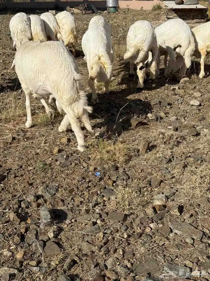 خرفان للبيع سته شهور . 17