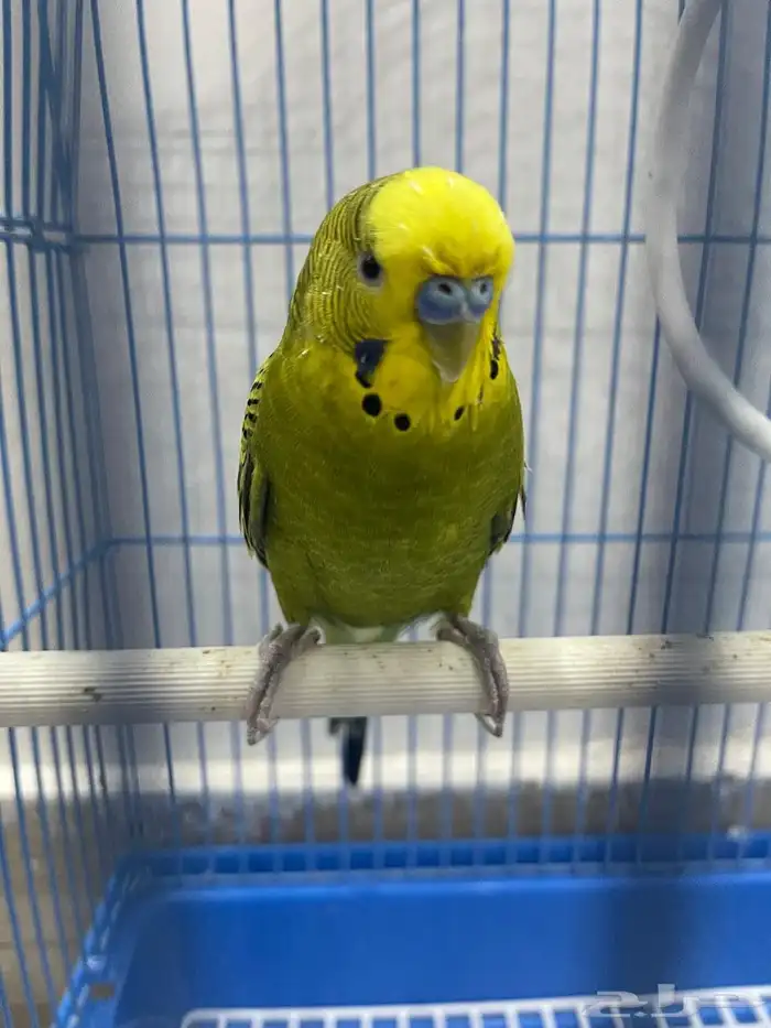 عصفور 1