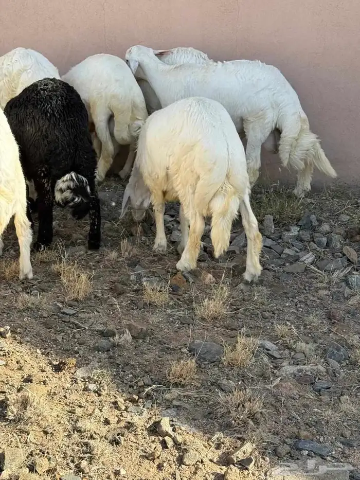 خرفان للبيع سته شهور . 7