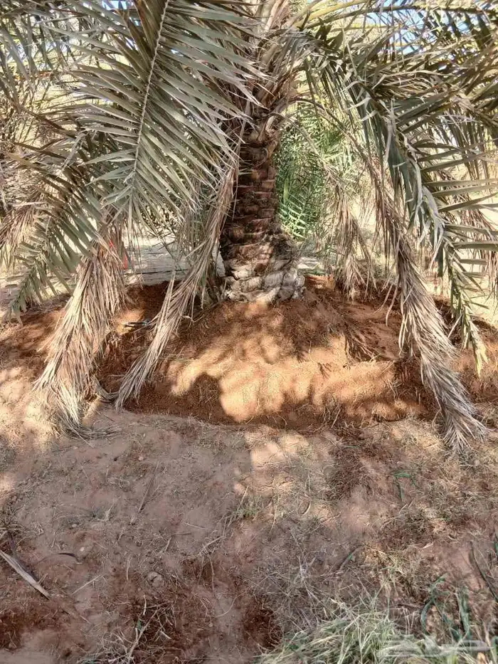 يوجد لدينا عمال تكريب قلع غرس تحويض من يريدلتواصل 2