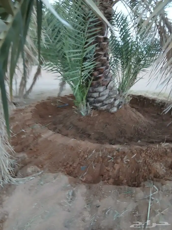 يوجد لدينا عمال تكريب قلع غرس تحويض من يريدلتواصل 8