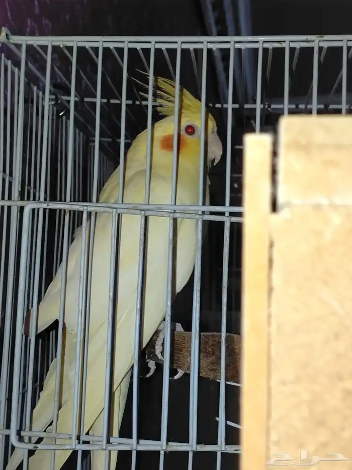 جوز كروان منتج 1