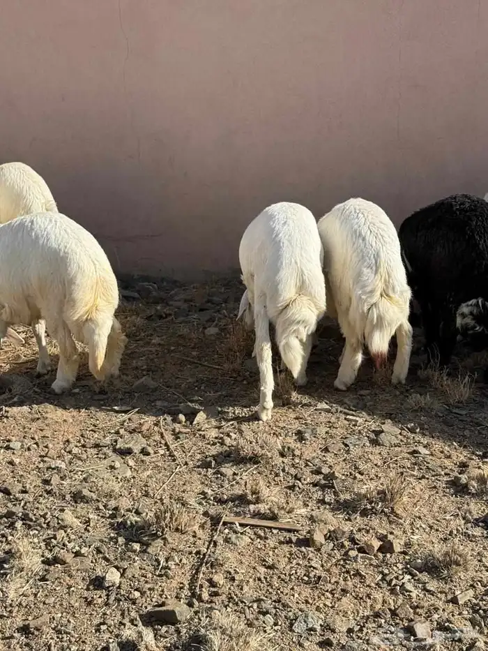 خرفان للبيع سته شهور . 5