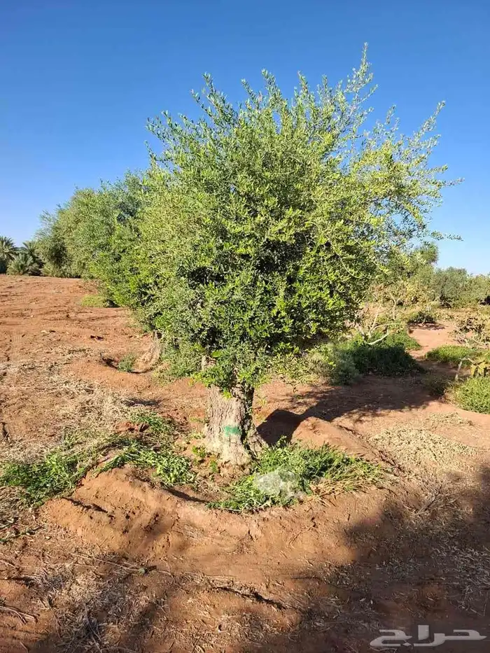 زيتون معمر زينه 2