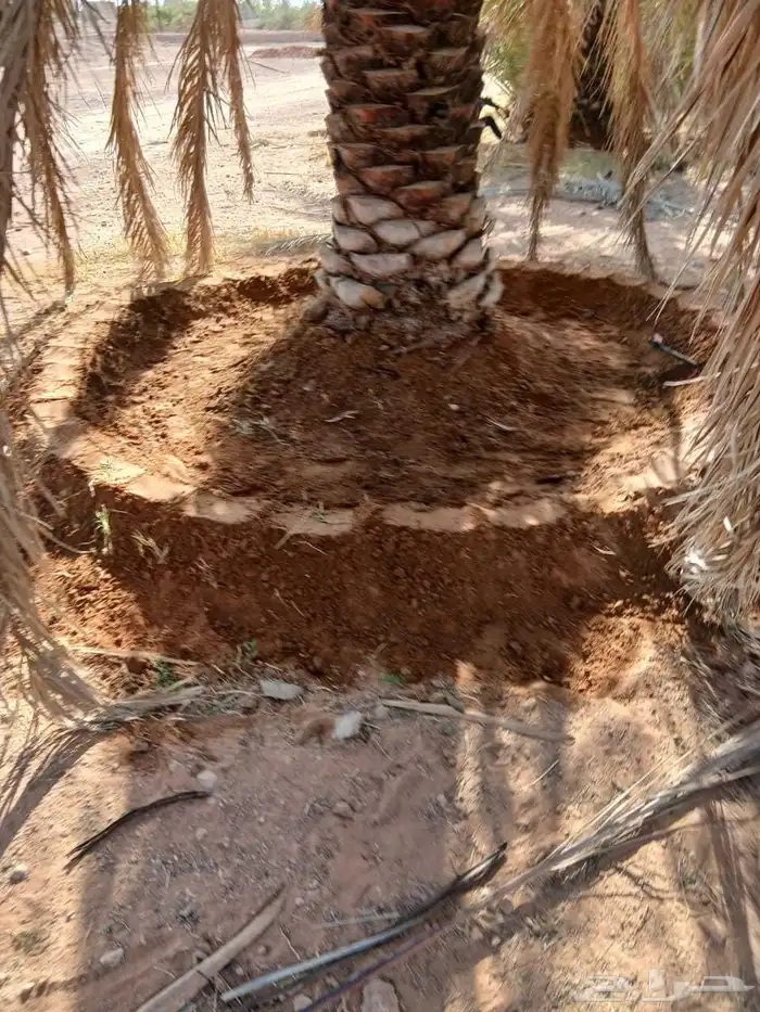 يوجد لدينا عمال تكريب قلع غرس تحويض من يريدلتواصل 5