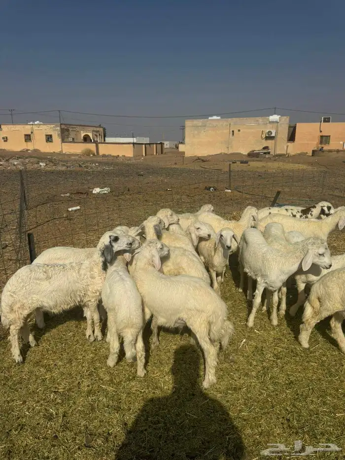 بهم حري 1