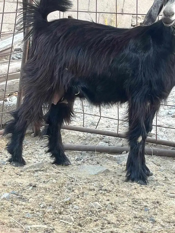جفر عارضيه ماضرع 1