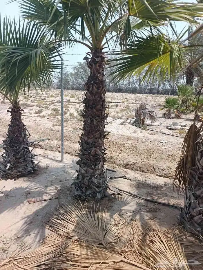 ابوياسين لبيع جميع انواع النخيل البلدي والواشنطن والفسيل 8