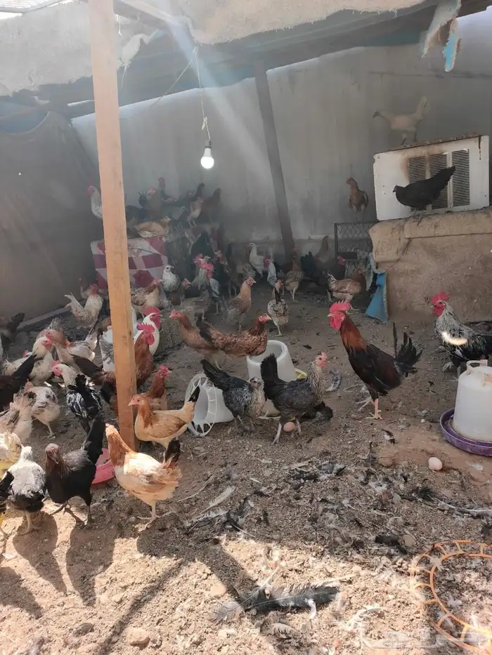 للبيع دجاج بلدي وجولد ألمينيوم وفيومي ذهبي 0