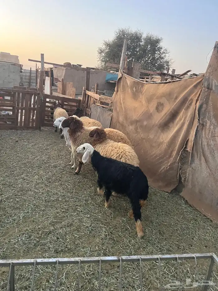 للبيع رخال نعيمي و2 خرفان نعيمي وحده رفيديه وحده رخل نجديه 6