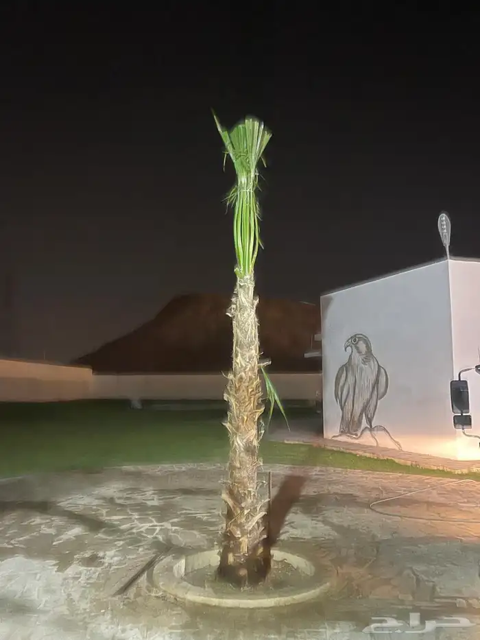 نخيل واشنطن للبيع بجميع انواع المقاست وتوصيل إلا جميع انحا 3