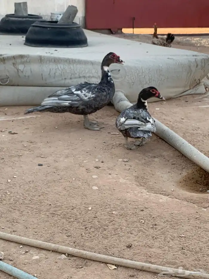 بط بلدي 0