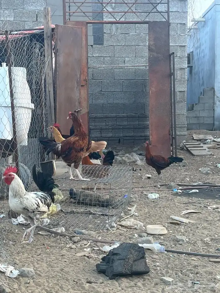 دجاج بلدي العمر من 7ايلا8شهور الصحه شرط 7