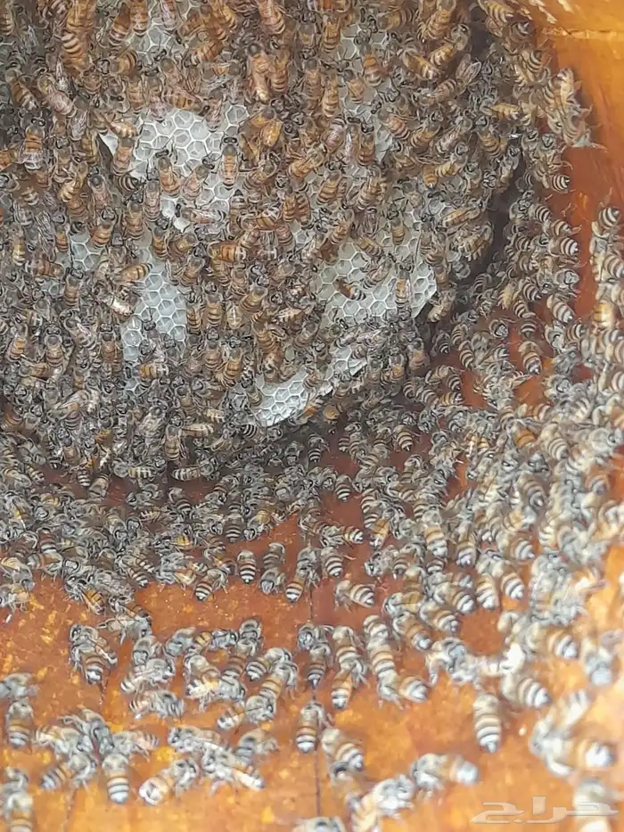 نحل بلدي للبيع للتواصل 1