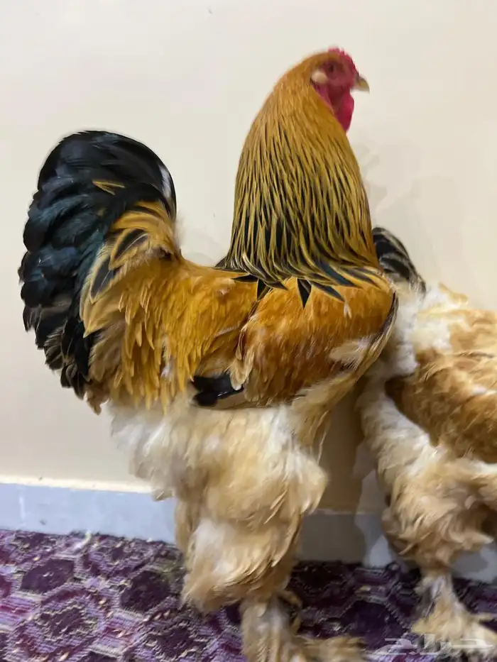 براهما وفرنسي وباكستاني للبيع 2