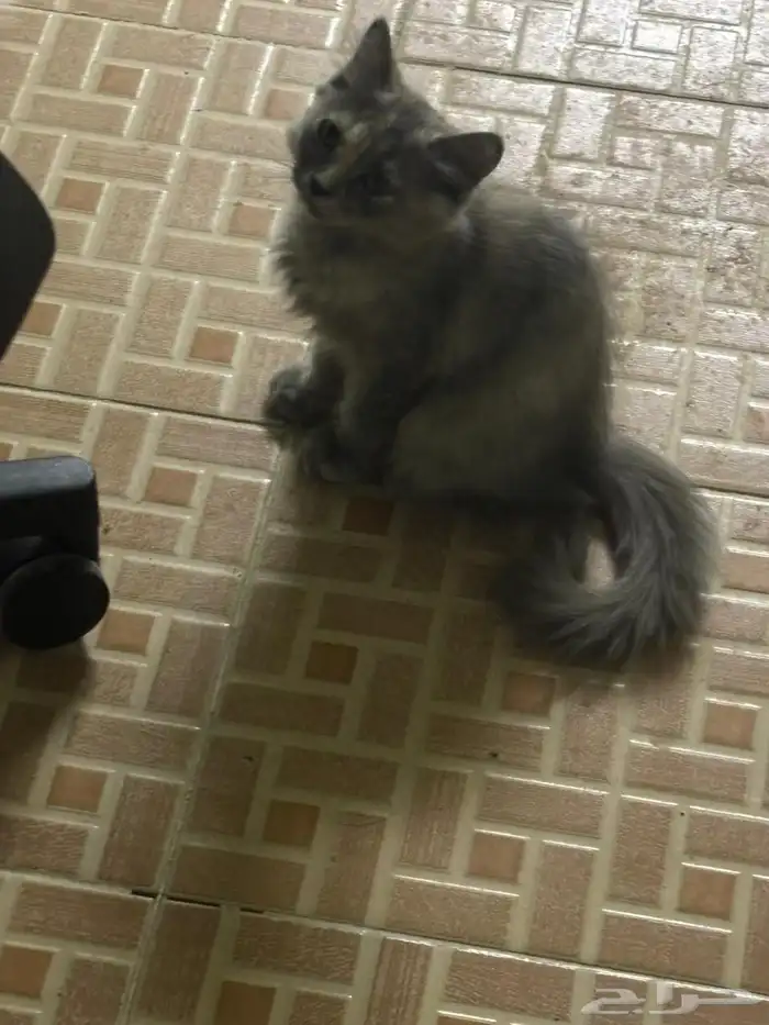 قطط للتبني 2