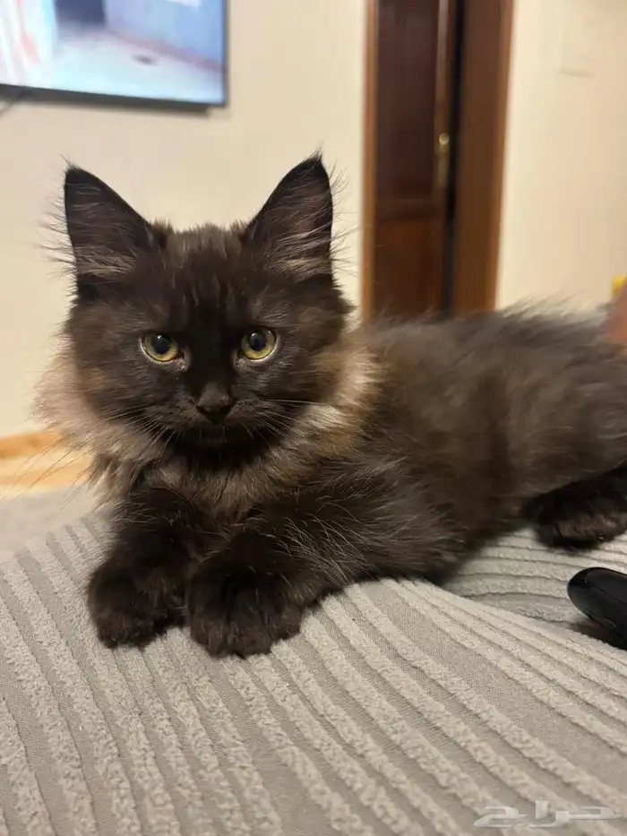 قطط للتبني 1