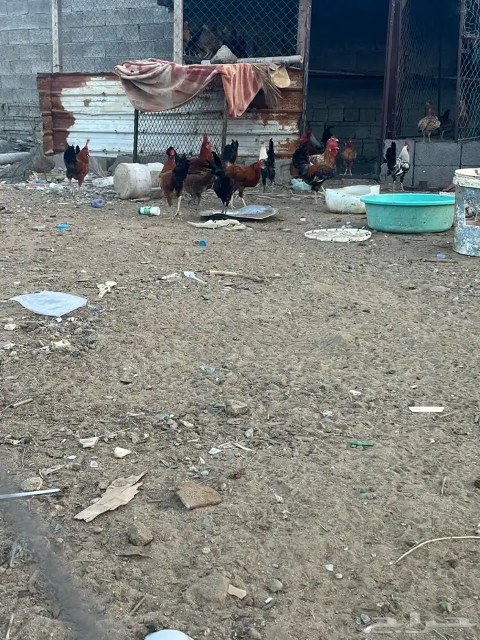 دجاج بلدي العمر من 7ايلا8شهور الصحه شرط 9