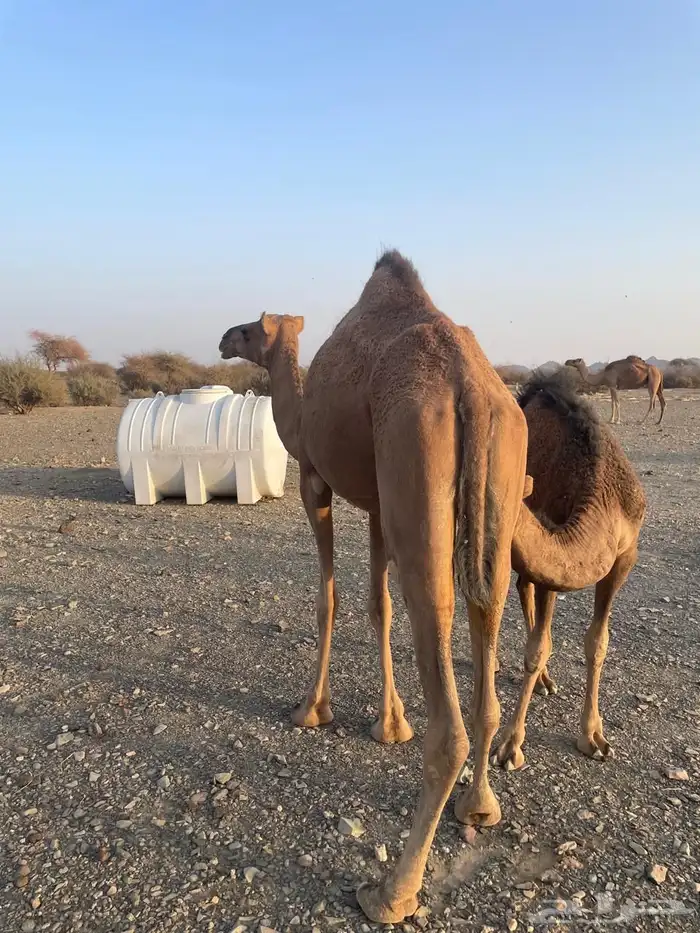 خلفه حمرا ثنيه 2