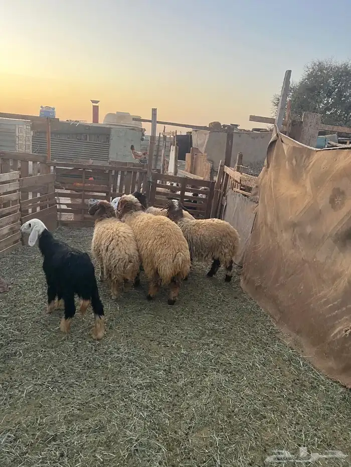للبيع رخال نعيمي و2 خرفان نعيمي وحده رفيديه وحده رخل نجديه 2