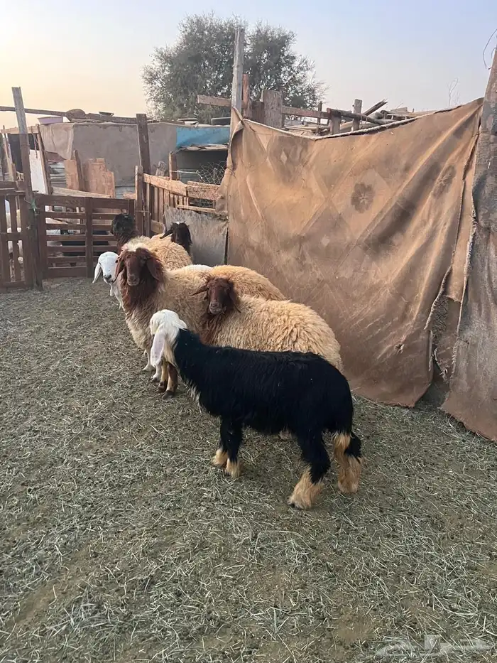 للبيع رخال نعيمي و2 خرفان نعيمي وحده رفيديه وحده رخل نجديه 5