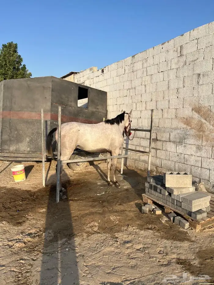 مهر للبيع 10