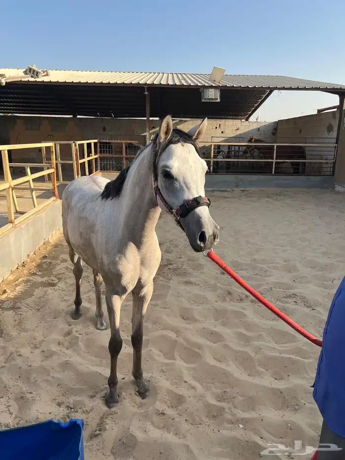 مهر للبيع 14