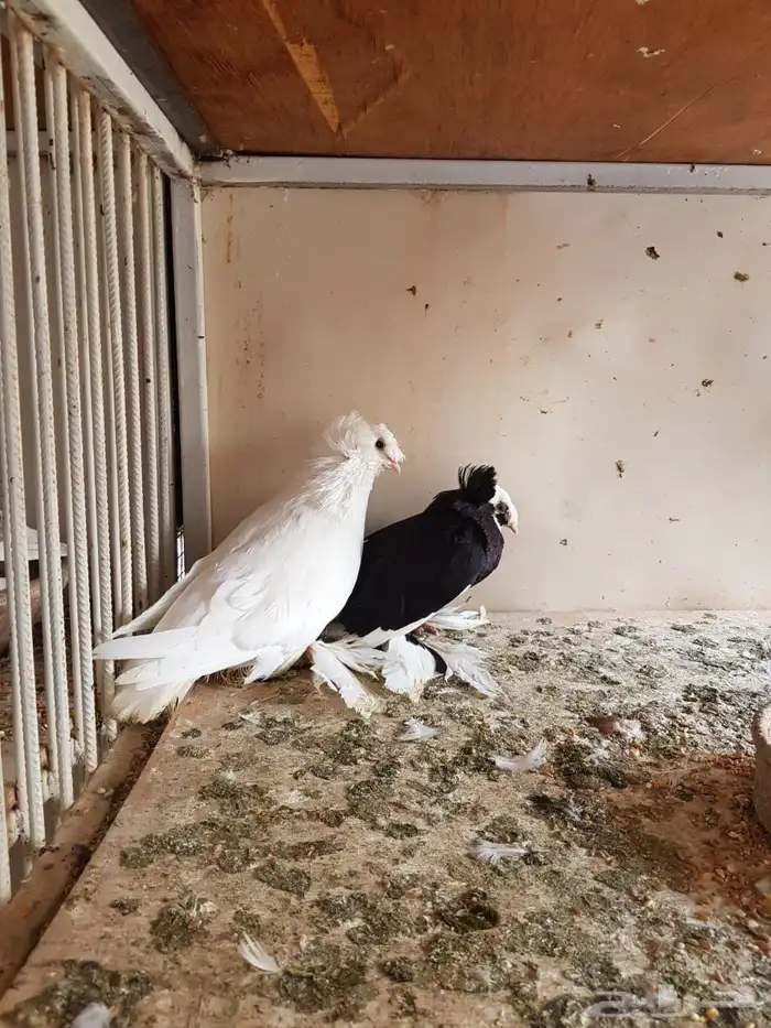 حمام للبيع 4