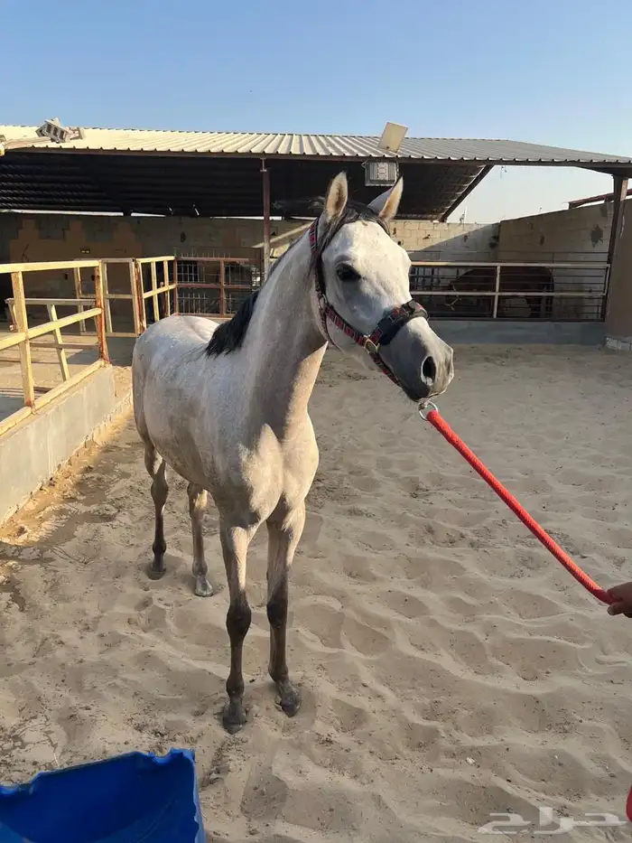 مهر للبيع 12