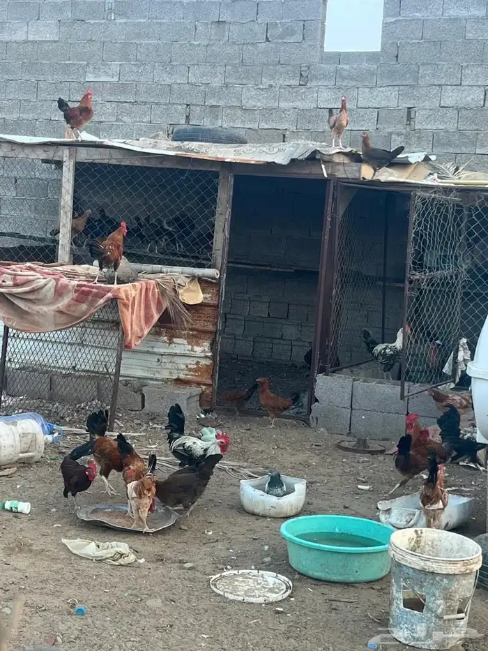 دجاج بلدي العمر من 7ايلا8شهور الصحه شرط 2