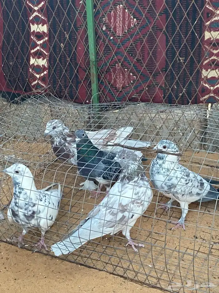 حمام زاجل 2