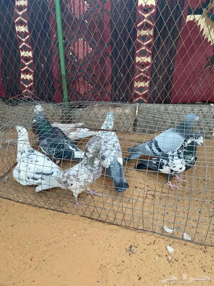 حمام زاجل 0