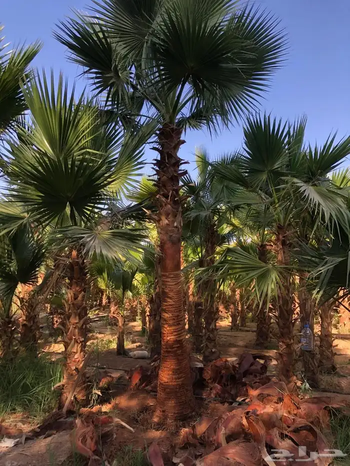 الألوان نساح 0