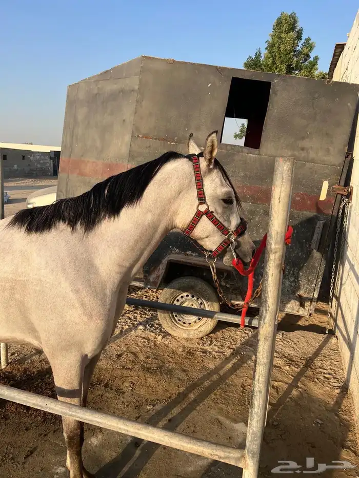 مهر للبيع 11