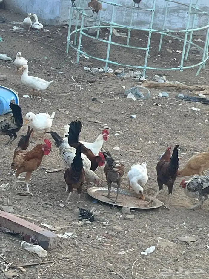 دجاج بلدي العمر من 7ايلا8شهور الصحه شرط 6