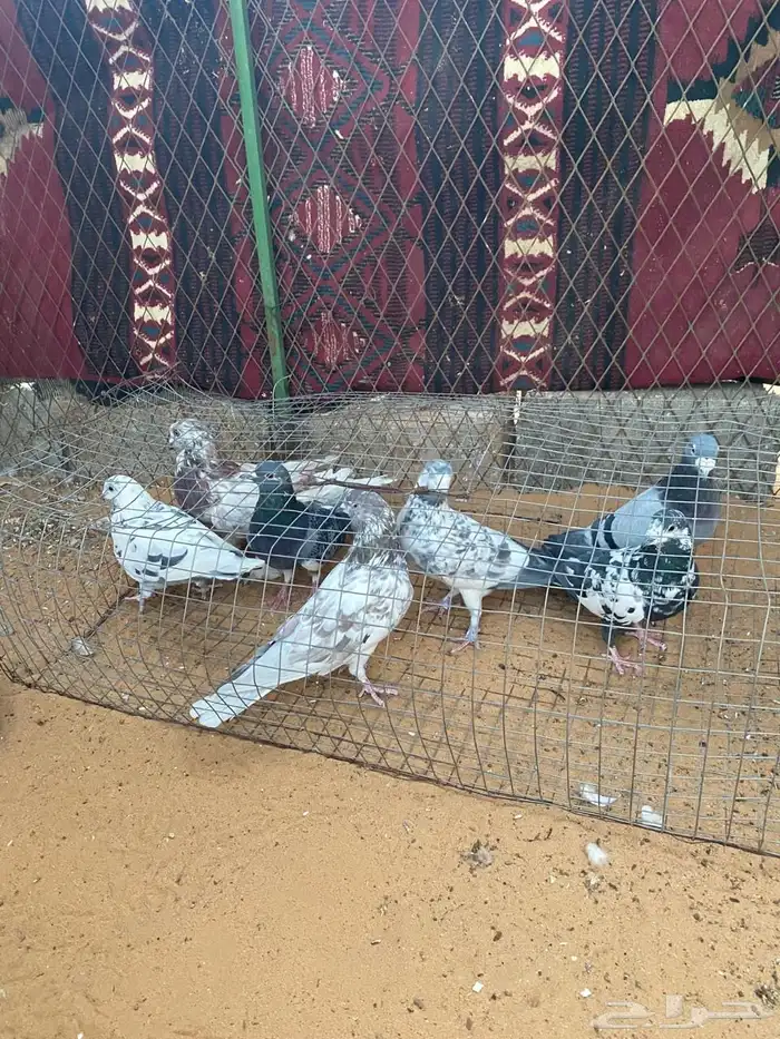 حمام زاجل 1