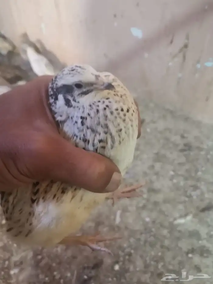 عاجل فري. (سمان بياض) 0