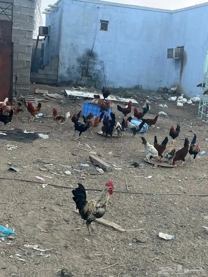 دجاج بلدي العمر من 7ايلا8شهور الصحه شرط 0