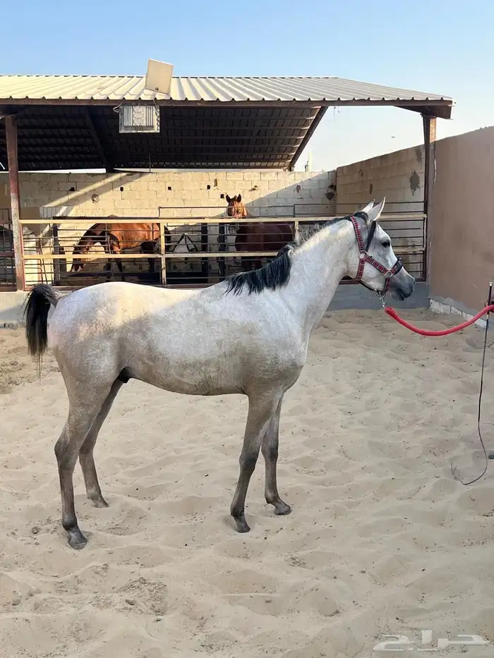 مهر للبيع 13