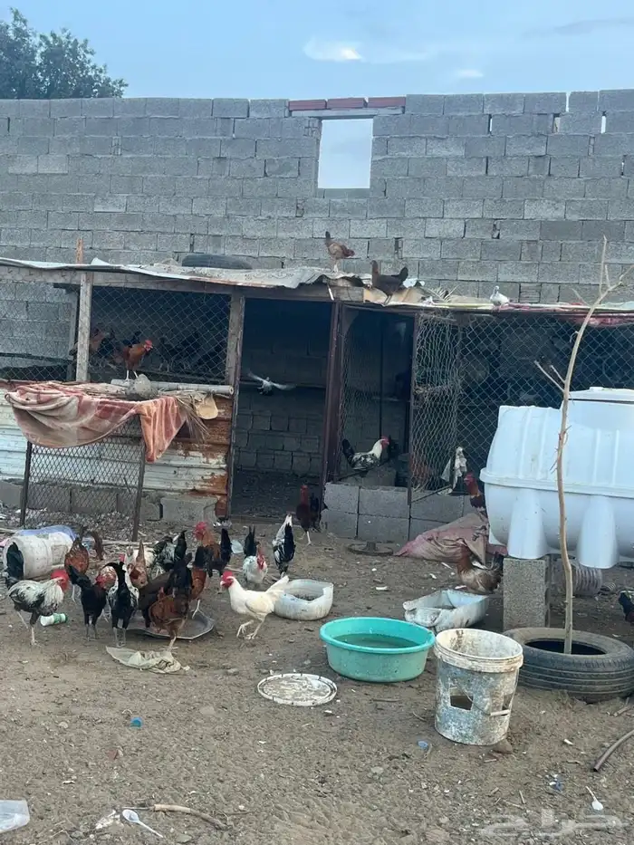 دجاج بلدي العمر من 7ايلا8شهور الصحه شرط 8